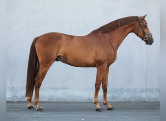 Niemiecki koń sportowy, Wałach, 4 lat, 169 cm, Kasztanowata
