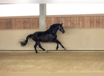 Niemiecki koń sportowy, Wałach, 4 lat, 170 cm, Ciemnogniada