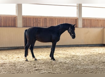 Niemiecki koń sportowy, Wałach, 4 lat, 170 cm, Ciemnogniada