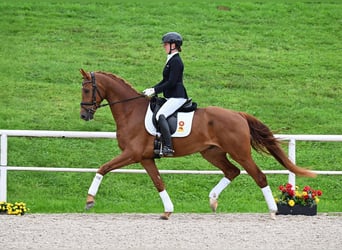 Niemiecki koń sportowy, Wałach, 4 lat, 170 cm, Ciemnokasztanowata
