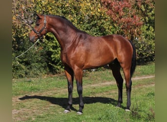 Niemiecki koń sportowy, Wałach, 4 lat, 170 cm, Gniada
