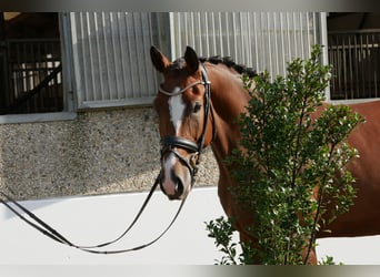 Niemiecki koń sportowy, Wałach, 4 lat, 170 cm, Gniada