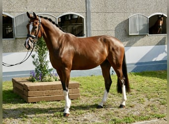 Niemiecki koń sportowy, Wałach, 4 lat, 170 cm, Gniada