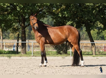 Niemiecki koń sportowy, Wałach, 4 lat, 170 cm, Gniada