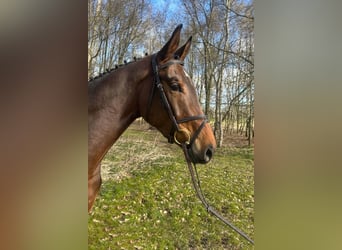 Niemiecki koń sportowy, Wałach, 4 lat, 170 cm, Gniada