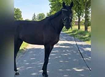 Niemiecki koń sportowy, Wałach, 4 lat, 170 cm, Kara