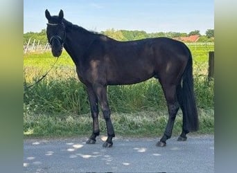 Niemiecki koń sportowy, Wałach, 4 lat, 170 cm, Kara