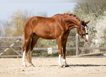 Niemiecki koń sportowy, Wałach, 4 lat, 170 cm, Kasztanowata