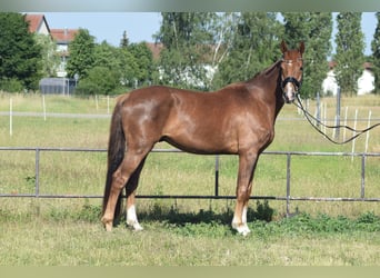 Niemiecki koń sportowy, Wałach, 4 lat, 170 cm, Kasztanowata