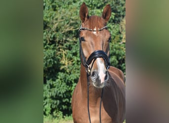 Niemiecki koń sportowy, Wałach, 4 lat, 170 cm, Kasztanowata