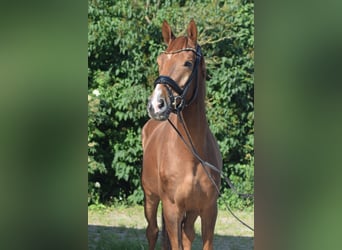 Niemiecki koń sportowy, Wałach, 4 lat, 170 cm, Kasztanowata