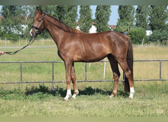 Niemiecki koń sportowy, Wałach, 4 lat, 170 cm, Kasztanowata