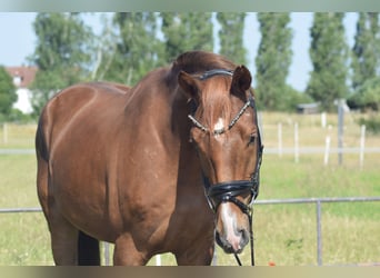 Niemiecki koń sportowy, Wałach, 4 lat, 170 cm, Kasztanowata