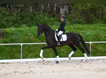 Niemiecki koń sportowy, Wałach, 4 lat, 171 cm, Ciemnogniada