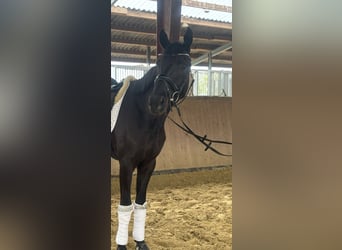 Niemiecki koń sportowy, Wałach, 4 lat, 171 cm, Kara