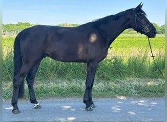 Niemiecki koń sportowy, Wałach, 4 lat, 171 cm, Kara
