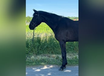 Niemiecki koń sportowy, Wałach, 4 lat, 171 cm, Kara