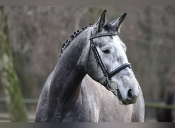 Niemiecki koń sportowy, Wałach, 4 lat, 171 cm, Siwa