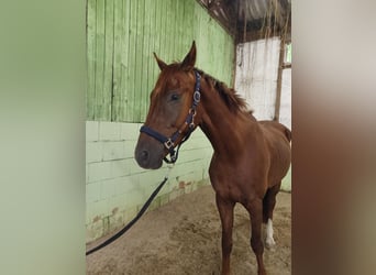 Niemiecki koń sportowy, Wałach, 4 lat, 172 cm, Ciemnokasztanowata