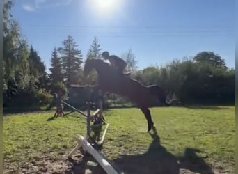 Niemiecki koń sportowy, Wałach, 4 lat, 172 cm, Gniada
