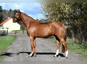 Niemiecki koń sportowy, Wałach, 4 lat, 172 cm, Kasztanowata