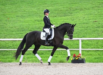 Niemiecki koń sportowy, Wałach, 4 lat, 173 cm, Ciemnogniada