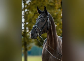 Niemiecki koń sportowy, Wałach, 4 lat, 173 cm, Ciemnogniada