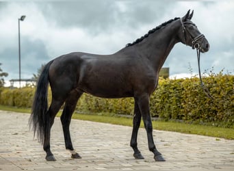 Niemiecki koń sportowy, Wałach, 4 lat, 173 cm, Ciemnogniada