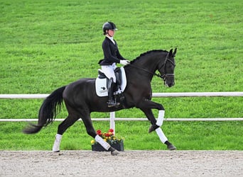 Niemiecki koń sportowy, Wałach, 4 lat, 173 cm, Ciemnogniada