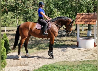 Niemiecki koń sportowy, Wałach, 4 lat, 173 cm, Gniada
