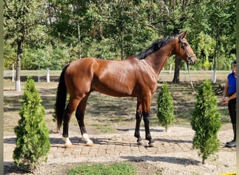 Niemiecki koń sportowy, Wałach, 4 lat, 173 cm, Gniada