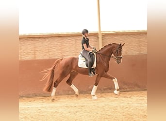 Niemiecki koń sportowy, Wałach, 4 lat, 174 cm, Kasztanowata