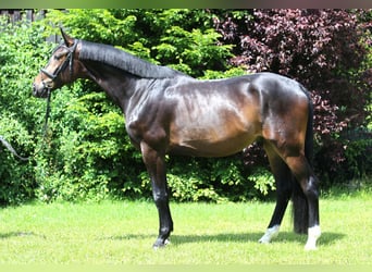 Niemiecki koń sportowy, Wałach, 4 lat, 175 cm, Skarogniada