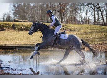 Niemiecki koń sportowy, Wałach, 4 lat, 176 cm, Siwa