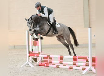 Niemiecki koń sportowy, Wałach, 4 lat, 176 cm, Siwa