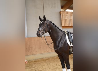 Niemiecki koń sportowy, Wałach, 4 lat, 178 cm, Skarogniada