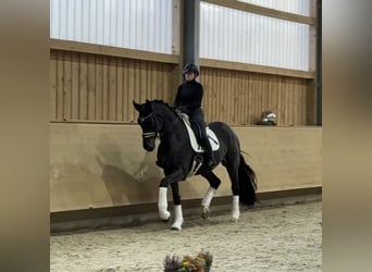 Niemiecki koń sportowy, Wałach, 4 lat, 178 cm, Skarogniada