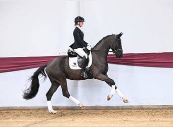 Niemiecki koń sportowy, Wałach, 4 lat, Kara