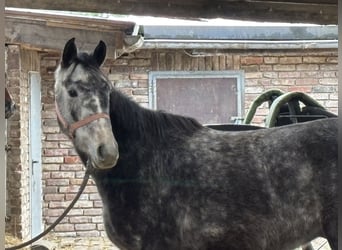 Niemiecki koń sportowy, Wałach, 4 lat, Siwa jabłkowita