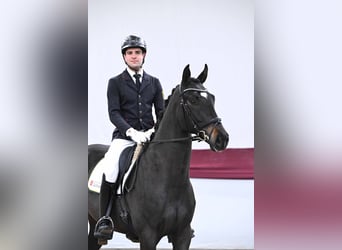 Niemiecki koń sportowy, Wałach, 4 lat, Skarogniada