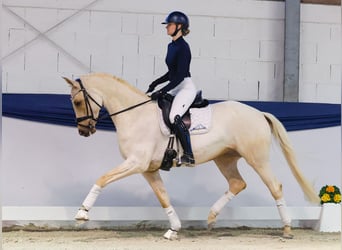 Niemiecki koń sportowy, Wałach, 5 lat, 158 cm, Izabelowata