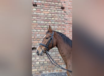 Niemiecki koń sportowy, Wałach, 5 lat, 162 cm, Gniada