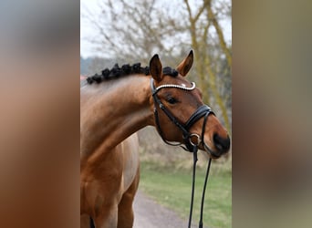 Niemiecki koń sportowy, Wałach, 5 lat, 162 cm, Gniada
