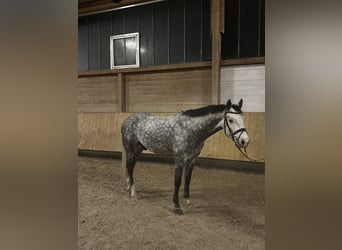 Niemiecki koń sportowy, Wałach, 5 lat, 162 cm, Siwa jabłkowita