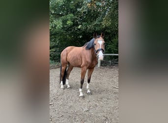 Niemiecki koń sportowy, Wałach, 5 lat, 163 cm, Gniada
