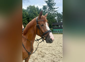 Niemiecki koń sportowy, Wałach, 5 lat, 163 cm, Kasztanowata