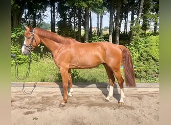 Niemiecki koń sportowy, Wałach, 5 lat, 163 cm, Kasztanowata
