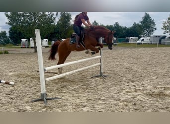 Niemiecki koń sportowy, Wałach, 5 lat, 163 cm, Kasztanowata