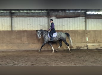 Niemiecki koń sportowy, Wałach, 5 lat, 163 cm