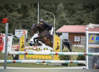 Niemiecki koń sportowy, Wałach, 5 lat, 165 cm, Ciemnogniada